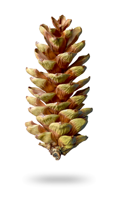Pinus Peuce Pinecone