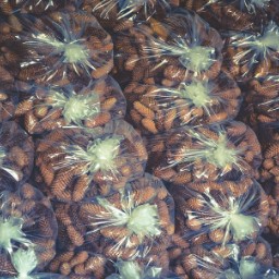 Wholesale And Retail Supplier Of Natural Pinecones Pinecones Co