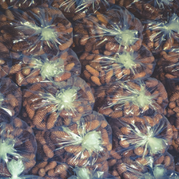 Picea Abies Pinecones in a Bag Close Up