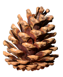 Pinus Nigra Pine Cone