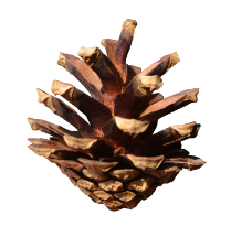 Pinus Sylvestris Pine Cone